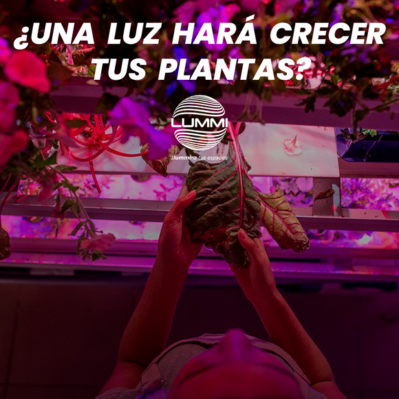 ¿UNA LUZ HARÁ CRECER TUS PLANTAS?